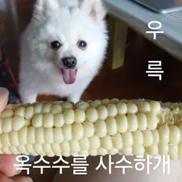 옥수수를 사수하개 (랩 ver)-2